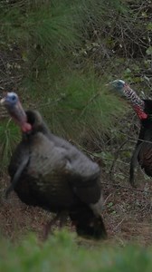 12K views | FIRED UP THIS MORNING! 旅 | Backwoods Life | Facebook