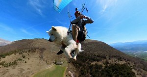 Découvrez Ouka, le chien qui vole en parapente avec son maître