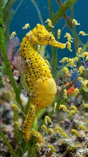 In American Ocean, How Male Seahorse Gives Birth to Thousands of Babies 😱🌊 #animals #fyp