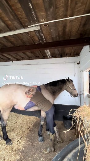 Hector's Sheath Cleaning Day: A Necessary Routine