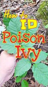 How to Identify Poison Ivy ☠️🌿