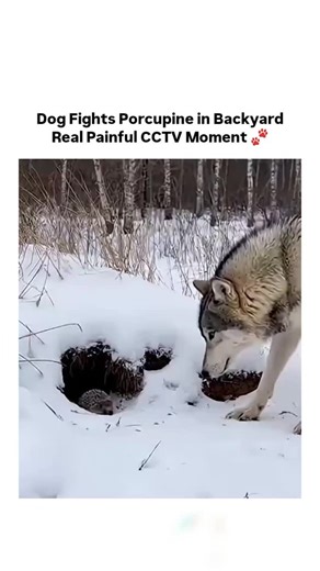 TrueReel on Instagram: "The video depicts a husky dog curiously investigating a porcupine's snowy burrow in a forested area, resulting in the dog yelping and fleeing after likely being struck by quills, capturing a classic wildlife mishap. - Porcupine quills feature backward-facing barbs that lodge into flesh upon contact, causing painful embedding and potential infection; studies in veterinary journals like JAVMA report over 80% of canine encounters require professional extraction to avoid comp