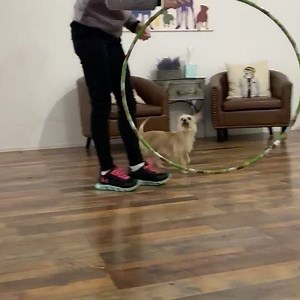 17 reactions | For anyone who needs a smile, here’s the indomitable Calvin, learning to jump through a hula hoop . . #nycdogtraining #nycdogcare #dogsmakemehappy #nycdogboarding #dogtricks #instinctdogtraining #eastharlem | Instinct Dog Behavior & Training NYC | Facebook