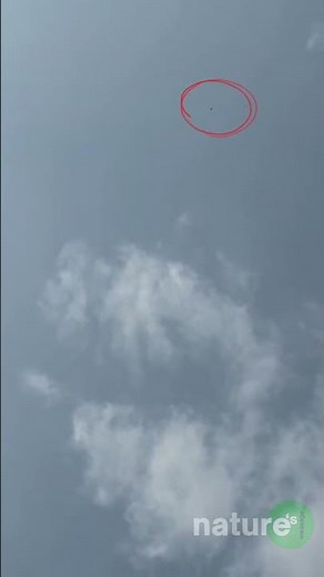 The stoop is its signature move