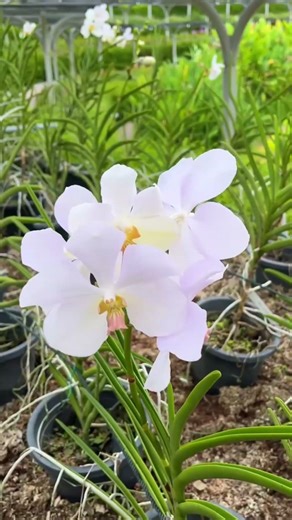 #garden #countryside #funnyclips #viralvideos #fails #viral #fypシ #fypシ゚viral