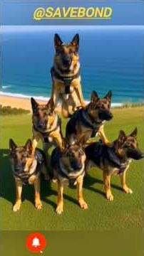 K9 German Shepherd Stacking: Ultimate Balance Test!