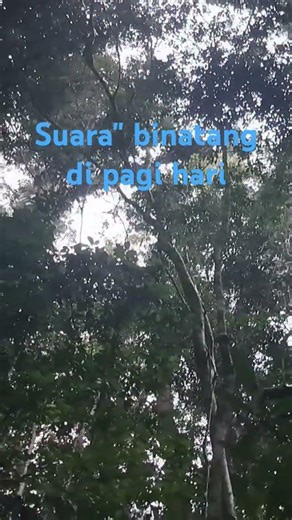ketika pagi hari di hutan dengan berbagai suara hewan hutan