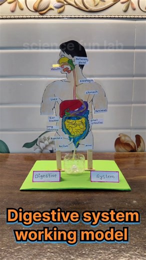 Digestive system working model science exhibition project #reelsinstagram #chemistry #biology #physics #viralvideos | Samiksha B