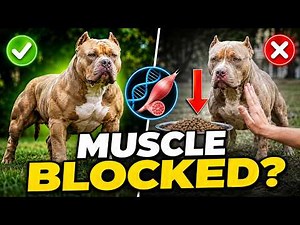 Your Dog's Kibble Is Blocking Muscle Growth — Here's The Biology