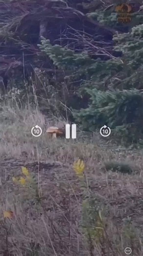 Voilà un renard a choisi la politique de la terre brûlée contre des cueilleurs de champignons 🍄‍🟫😂