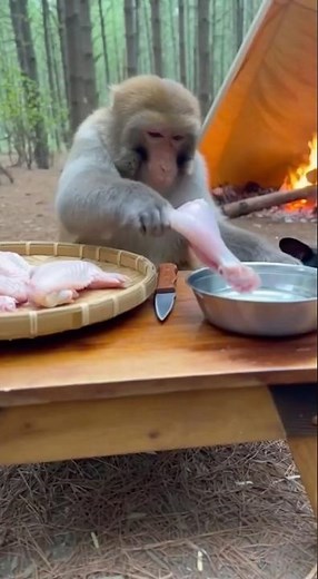 Monkey Makes Cheese Lava Chicken Wing Rice 🍗🧀 | サルが作るチーズ流出手羽ご飯 | 원숭이의 치즈 폭발 닭날개밥