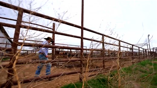 23K views · 672 reactions | Fan favorite bucking bull Ricky Vaughn passed away last week. Today, we remember his incredible story - from a fatal diagnoses to miraculous recovery... to PBR glory. RIP Ricky Vaughn ❤️ | PBR | Facebook