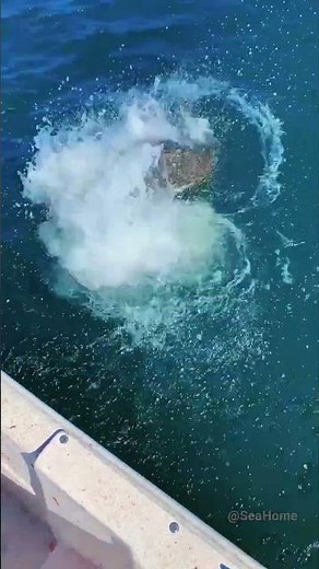 Ocean Heist: Giant Goliath Grouper Steals Catch Live on Line! 🦈💥 #fish #deepblue #fishing