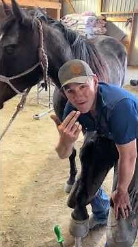 Saving a Horse from Pain 🐎 Removing a Painful Splinter #shorts #animalhelp #horse