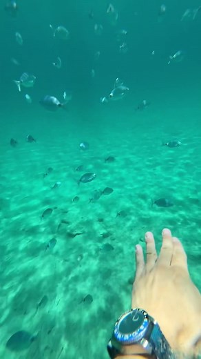 #beach #fish #snorkeling #hyeres #southoffrance #mediterranean #cotedazur #frenchriviera #porquerolles