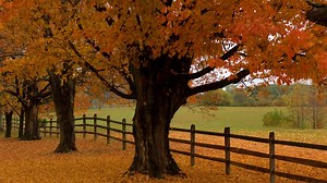 Goodbye, Summer. Hello, Autumn. Or Is It Fall?