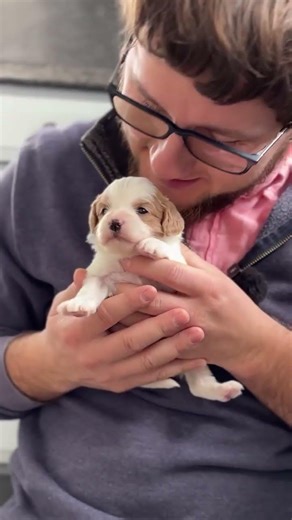 It’s the small packages that bring the most joy! ✨🥰🐾 #cavapoo #cavapoopuppy #cute