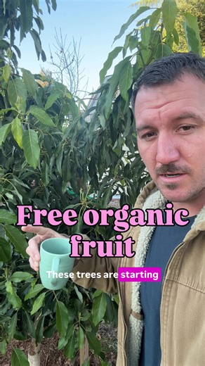 The Exponential Growth of Avocado Tree Harvests