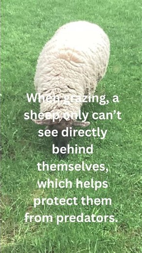 Sheep Can See 320° Around Themselves 🐑👀 | Farm Fun Fact Friday Ep. 8 #sheep #funfact