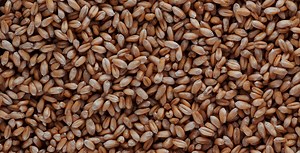 Postharvest fumigant | ProFume.com - ProFume