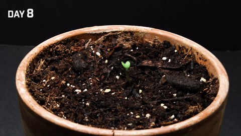 Growing Sage Herb from Seed (30 Days Time Lapse)