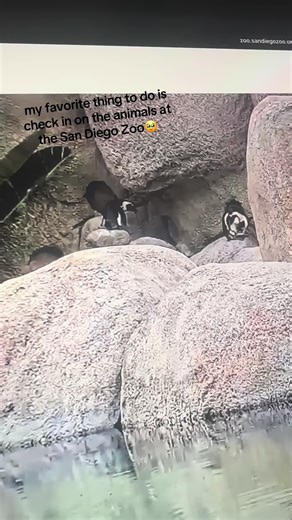Discover San Diego Zoo's Live Animal Cams