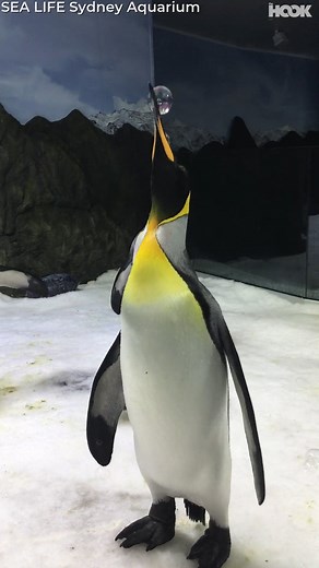 345K views · 4K reactions | This penguin's got skills  | The Hook | Facebook