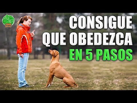 How to TRAIN your DOG STEP by STEP (All breeds)