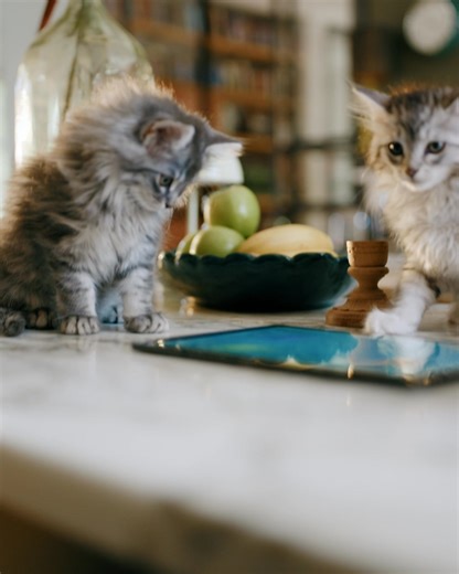 Oh my kat! Met KPN supersnel Glasvezel haal je snelheden tot wel 4 gigabit per seconde! | KPN