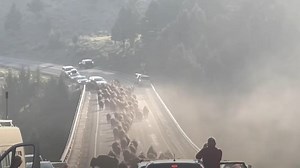WATCH: Bison Herd Stampedes Across Bridge