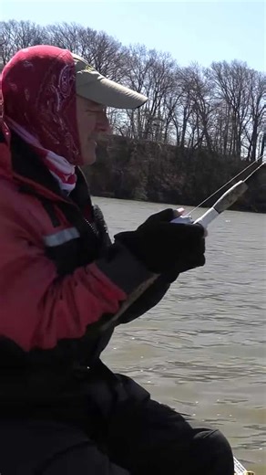 Big channel catfish hookset!