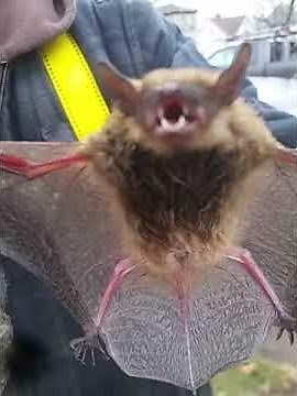 Bat in the Attic Removal Greenville, Ohio