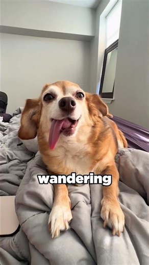 The Toothless Dog Who Never Stopped Smiling