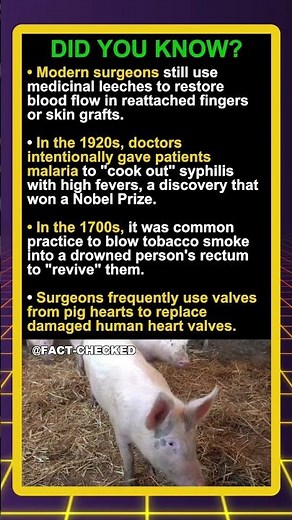 Did you know valves from pig hearts can be used replace damaged human valves?