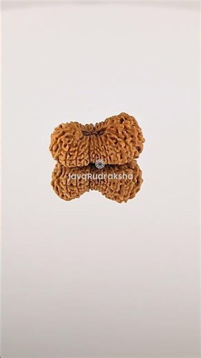 21 Mukhi Rudraksha 20.41 mm Java Bead | Grade A Large Genuine Natural #21mukhi #javarudraksha