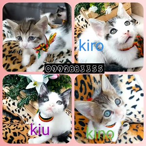 59 shares · 3 comments | Caso Externo Se busca excelentes hogares...