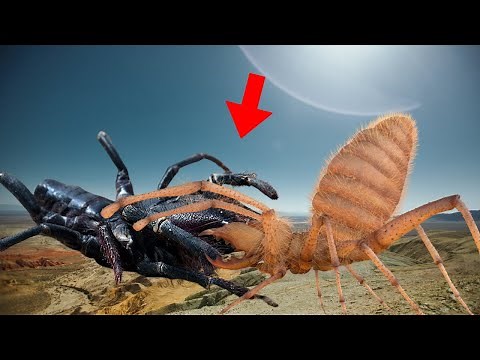 Solifugae: The Deadly Predators of Ants and Scorpions!