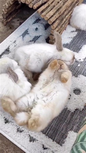 Playful Bunny Flop Compilation | Cute Rabbit Hopping Videos