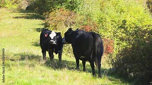 Calf cow and mother cite bonding grooming licking and grazing on pasture grass field in West Virginia rural countryside farm grass-fed black and white breed