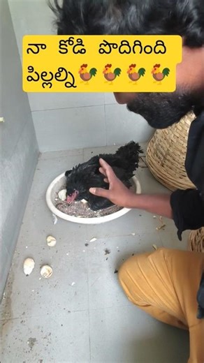 New Life on The Farm! 🐣 My Hen Hatched Cute Baby Chicks #Shorts