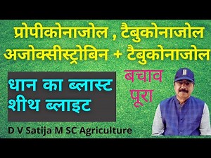 Blast and sheath blight of rice control by azoxistrobin +tabuconazole | custodia fungicide |