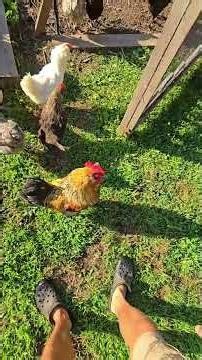 Another One!? #WhittAcres #homesteadlife #enjoynaturetoday