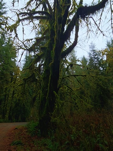 Trippy walk in an ancient forest 💚 #creepycool #oldgrowthforest #housemusic #ancientforest #trippy
