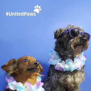 47K views · 607 reactions | United Paws is back to get you in vacation mode before you even take off. Our Paws pups will be on the look out for you at select airports April 1-3. | United | Facebook