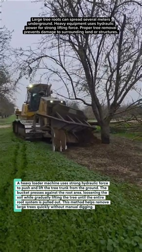 Powerful Machine Pulls Out Giant Tree Roots!