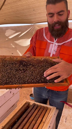 Question For beekeepers 🐝 #jarhoney #honey #bees #beekeeping #beekeeper #viral #explore #fyp #foryou #foryoupage #savethebees