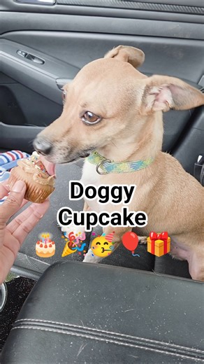 #fyp #foryou #shorts #shortsfeed #shortsvideo #shortvideo #short #viralvideo #viralshorts #dog #cute