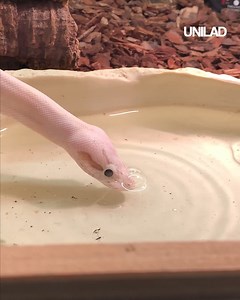 248K views · 1.6K reactions | Pythons can have fun too   | UNILAD | Facebook