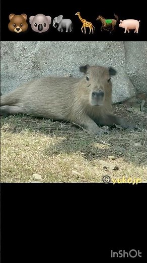 The baby capybaras are so cute!
