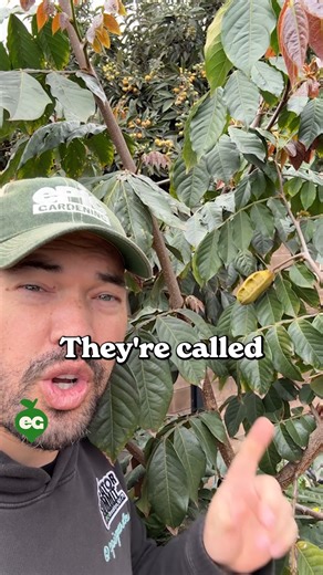 1.2M views · 25K reactions | Forget the freezer, this tree grows dessert! Tips inside on growing your own Ice Cream Bean Tree!  | All About Gardening | Facebook